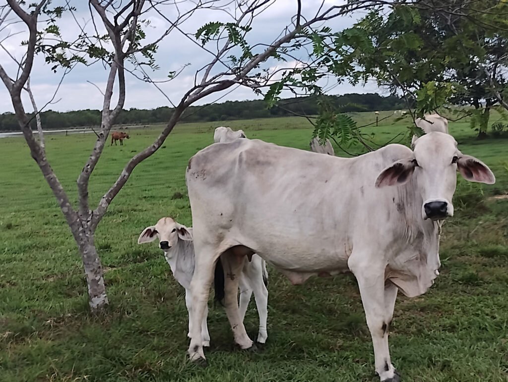 Campo_Estero_actividades_pecuarias