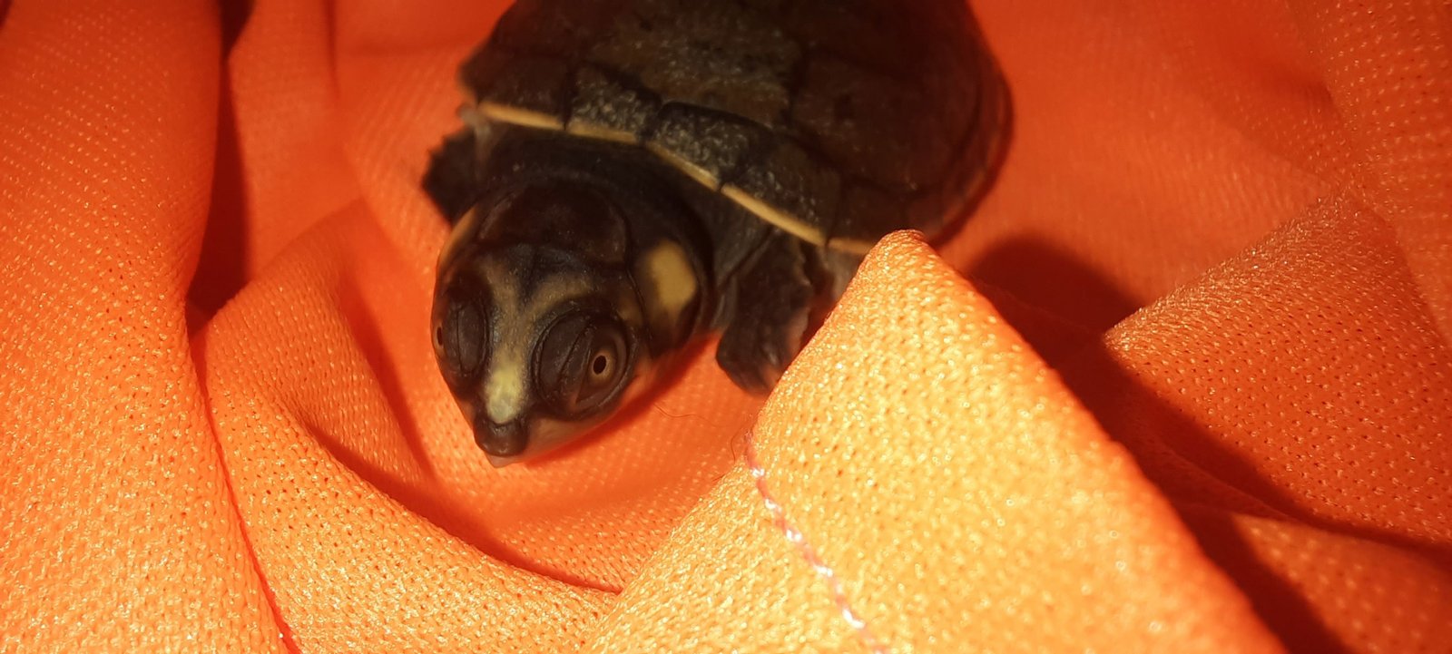 Campo_Estero_tortuga