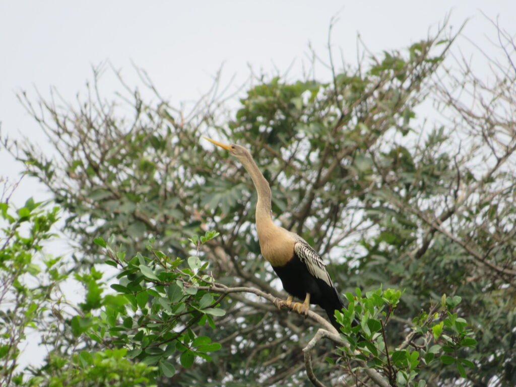 Anhinga anhinga