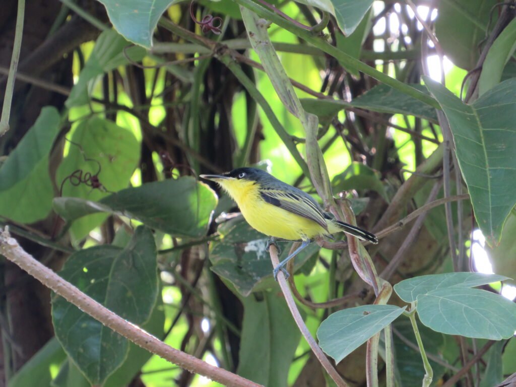 Todirostrum cinereum